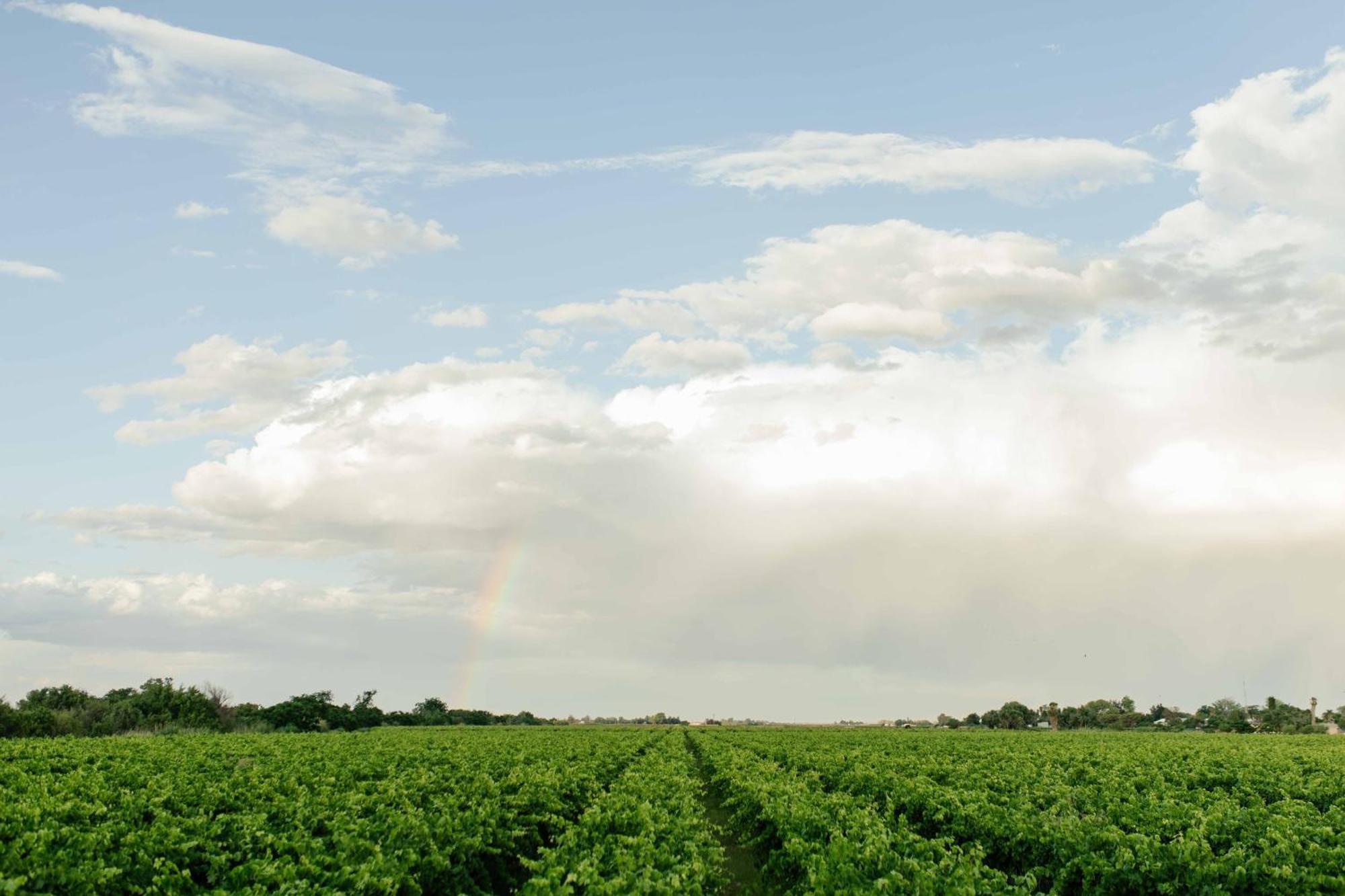 Upington African Vineyard Boutique Hotel & Spa Keimoes Εξωτερικό φωτογραφία